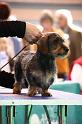 Crufts2011_2 1149